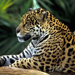 Tigerbalsam.m4a