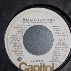 Coyote - Marley Purt Drive