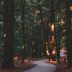 عبدالرحمن مسعد