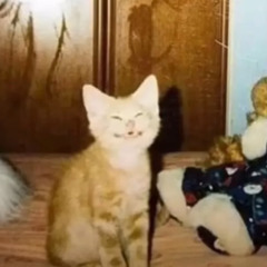 EMERGENCY (Prod. TanukiHeyden)