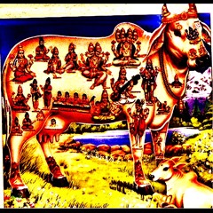 Remastered Hindu Cow Set