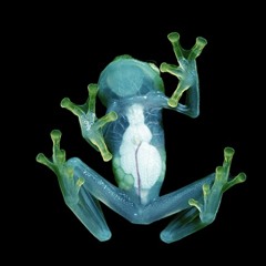 frog ID