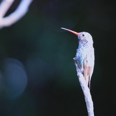 Mi Jardin - Mein Garten