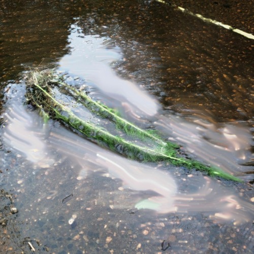 Tea Time with Daily Enjoy