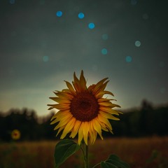 Sunflower / Orangestar Piano Arrange