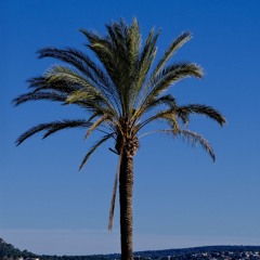 Jesus Christ Superstar - die ganze Geschichte von Palmsonntag