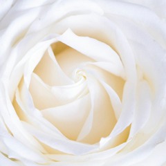 Connexion rose blanche