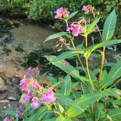 worried (tattidar + silxntXindr0me)