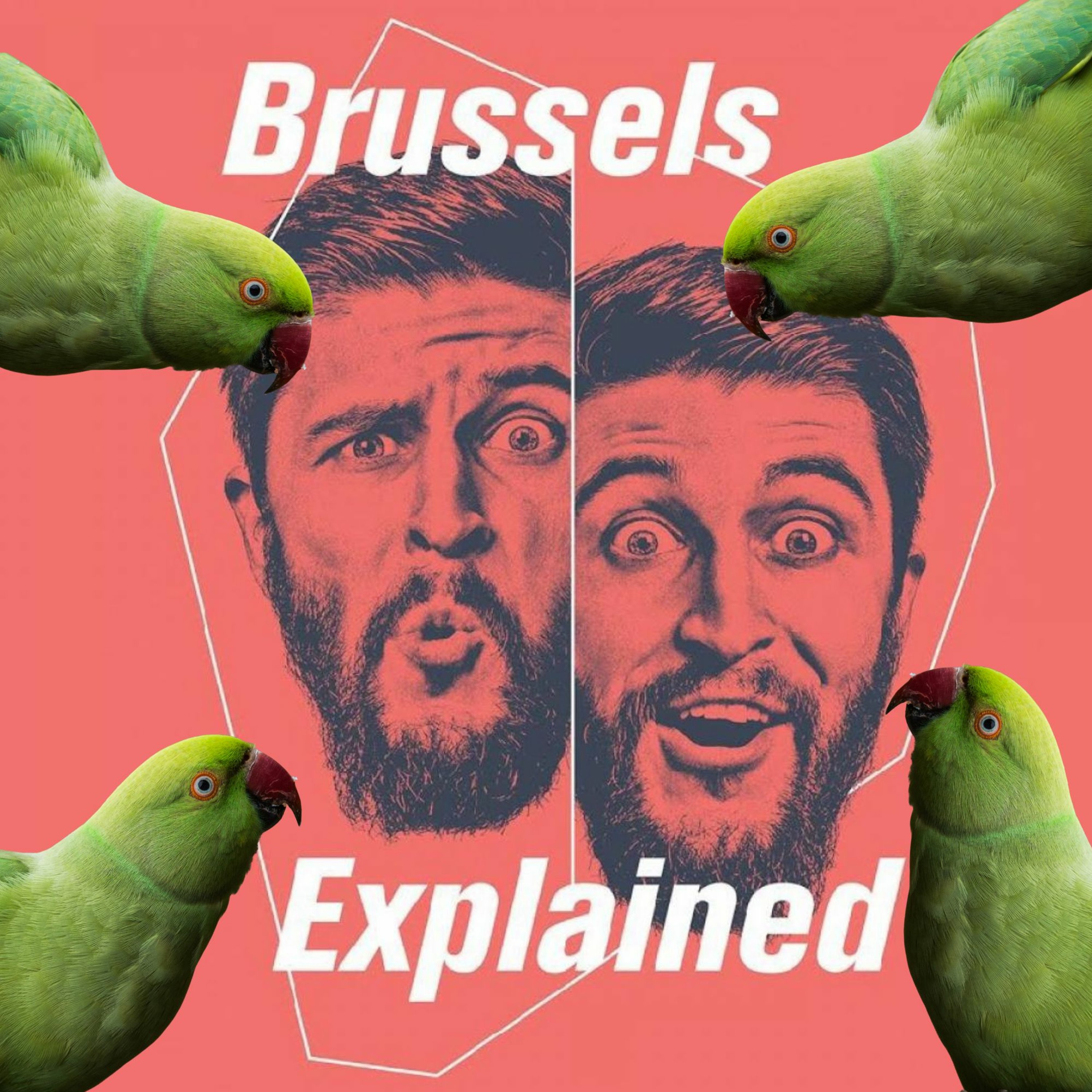 Where do all the exotic ring-necked parakeets in Brussels come from? episode artwork