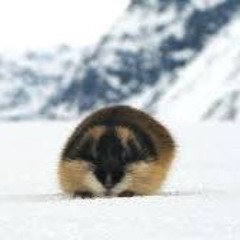 ukej rejper ASYKAROJTOJJ