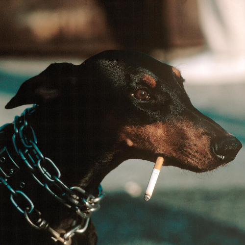 STBB 960  feel better mr. shitbird - distortion week on the ol' bb..