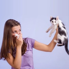 Cat Allergy - A Musical Narrative