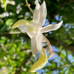 🌿 PlantWave White Orchid - 2023 🌿