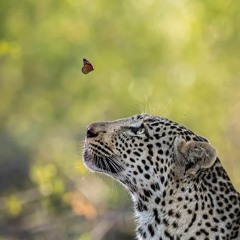 Tu41 INSPIRACIÓN
