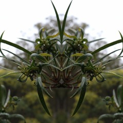 Fragrant Other
