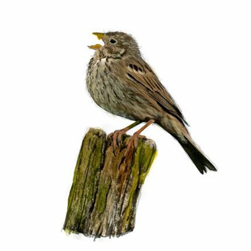 Lost sounds of Coquetdale #1 Corn Bunting