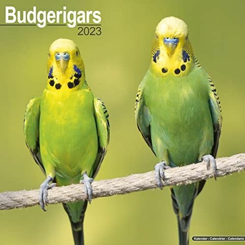 Stream ️ Read Budgerigars Calendar Parakeet Calendars Calendars 2022