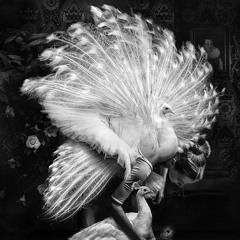 Mood Exhibit - Crystal Bird