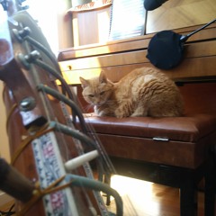 sitar for sitting cat second movement