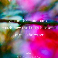 watch how the fallen blossoms carpet the water [naviarhaiku514 ]