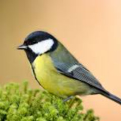 Wenn Vögel Sprechen (Original REMAV 2,Male Vocals) 109