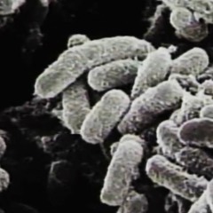 Germ Wars (TPC 210)