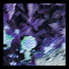 Flashforward
