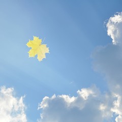A Leaf In Flight