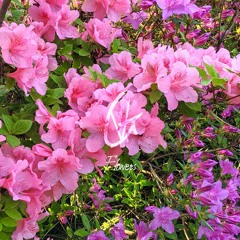 Flowers (Free Download)
