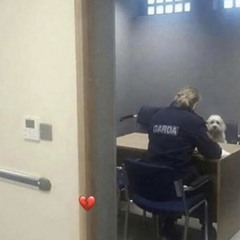 Shit post for the mosquitoes!!!