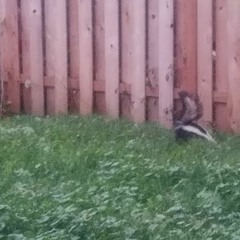 07 - Tin Mouse (NL - 1/14/21)