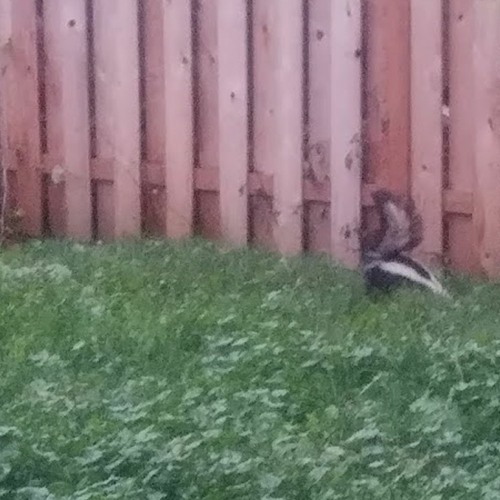 07 - Tin Mouse (NL - 1/14/21)