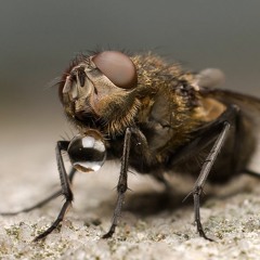 Fliege