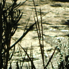 6 Piano Fishes Dream