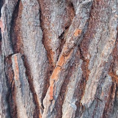 Daughters of the Stone Age (for John Cage)