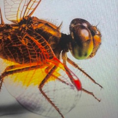 Rhone Laurenzo- WANTED ME** (2018)