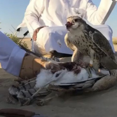 معاليق الحشـا لك ؟ ملك محدن وسطها قد بات 🎶