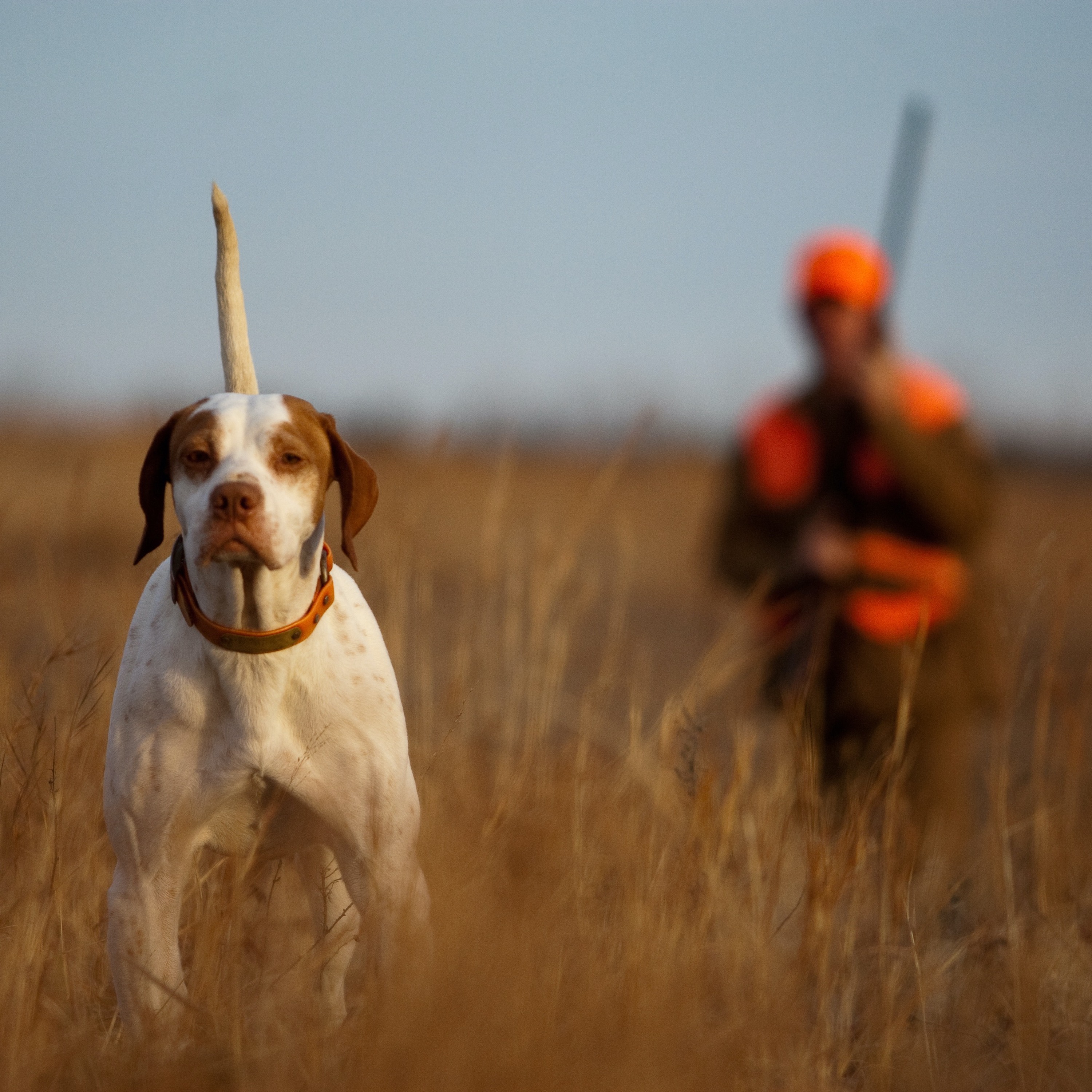 Dr. Dale on Quail