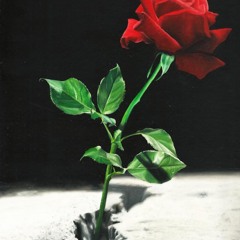 Concrete Rose - VIPER IMMERSION INTRO EDIT