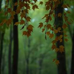 1975 Musim gugur adalah usia kecil  7