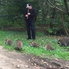 Animal Crossing New Horizons: 5 P.M. Jazz Arrangement || insaneintherainmusic