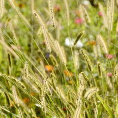 Smiling Grass