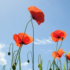 Flower Jam By N.O.A. & Baghera