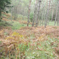 PRAWIE WSZYSTKO - Ten Typ Mes x Holak @ kojocki & Manu REMIX