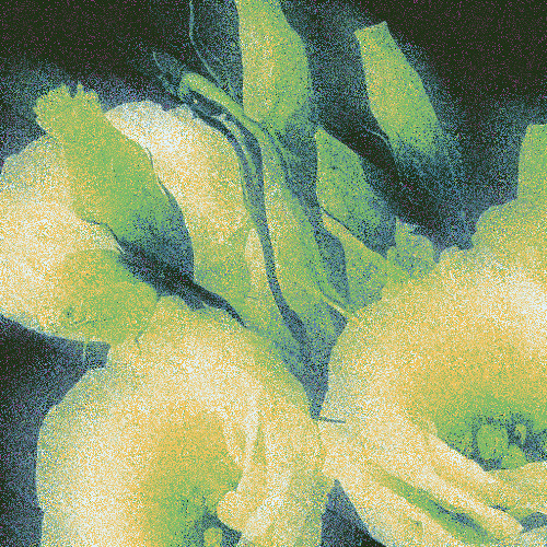 Eustoma