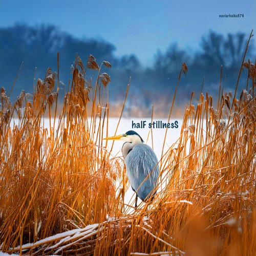 halF stillnesS [naviarhaiku576]