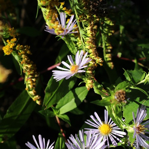 The Moose In The Marsh