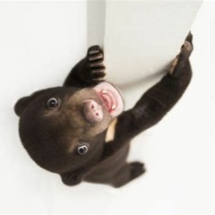 Bear Seeks Honey