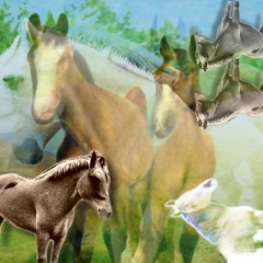 high horse