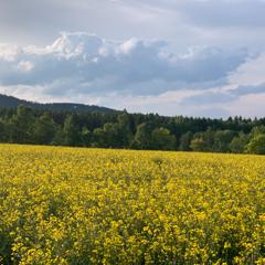 ty si hrál  2222222222